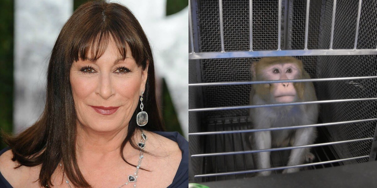 PETA EXCLUSIVE Government Experimenters Scare Monkeys With Snakes