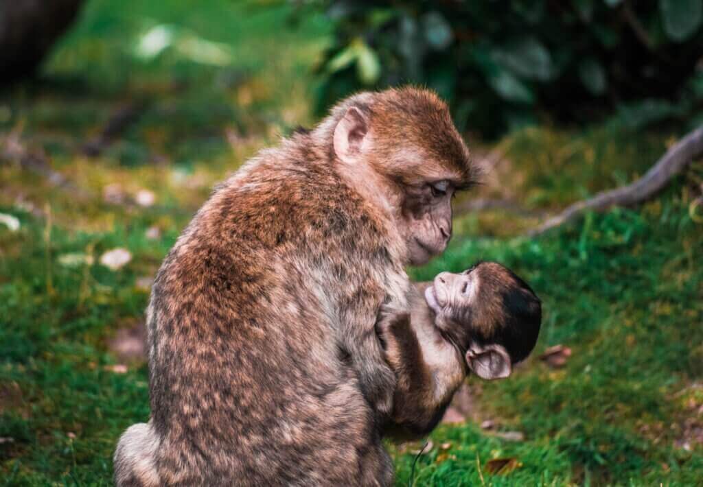 https://investigations.peta.org/wp-content/uploads/2020/06/monkey-and-baby.jpg