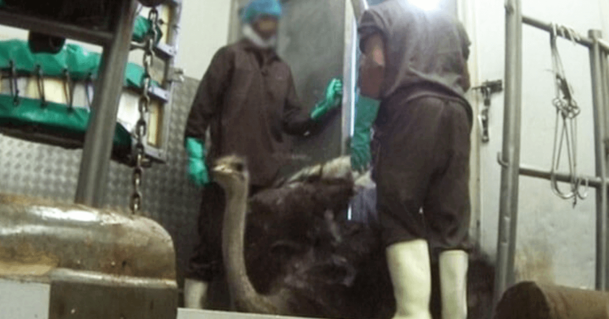 Ostrich at Slaughterhouse