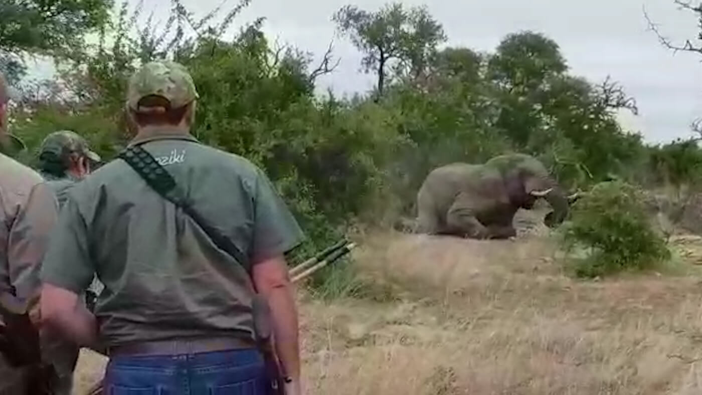 Hunter Kills Elephant in South Africa