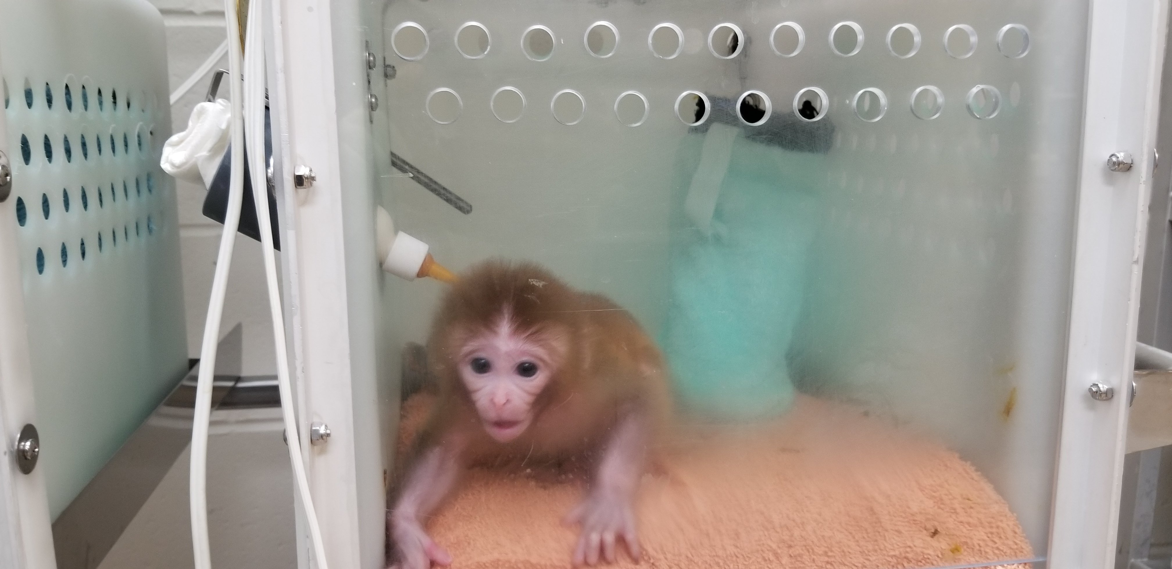 An infant monkey