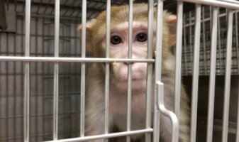 A monkey in a cage