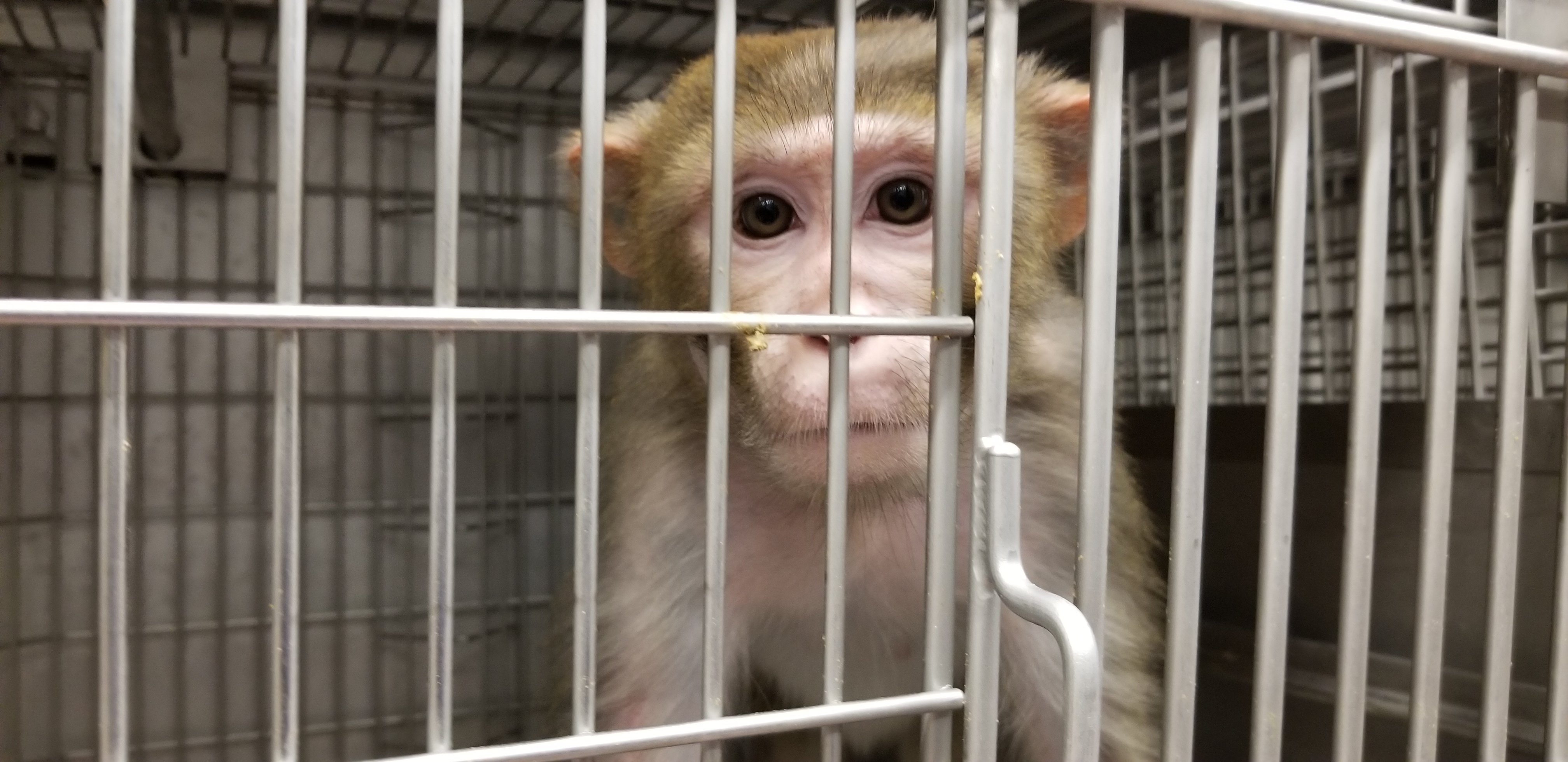 A monkey in a cage