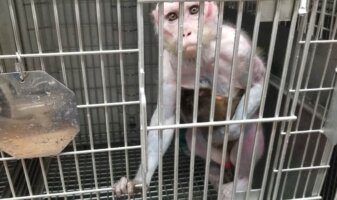 Princess the monkey in a cage