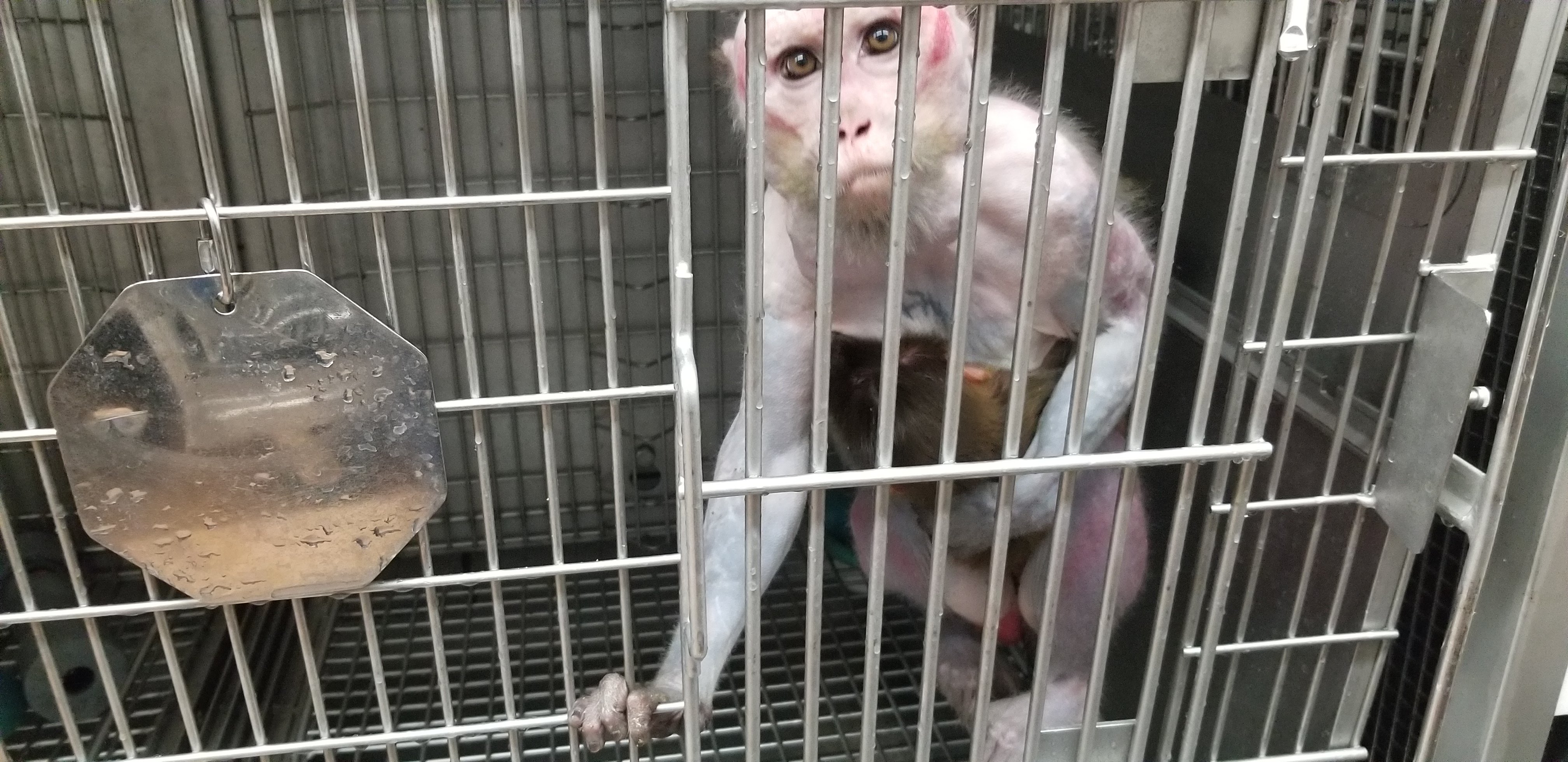 Princess the monkey in a cage