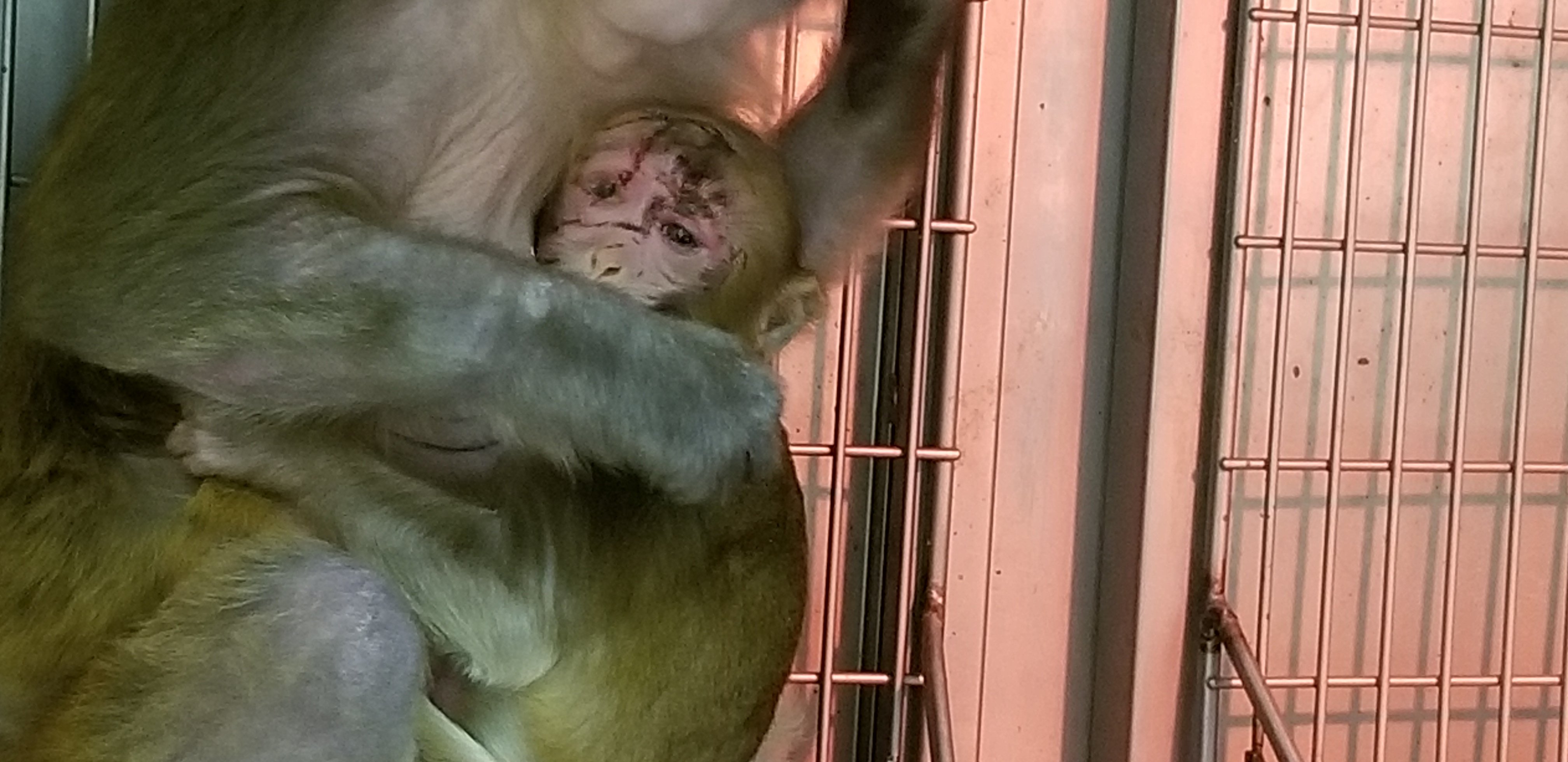 This baby monkey, Cocoa, was attacked by a severely stressed adult monkey, resulting in deep, painful cuts to her face.