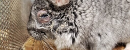 Chinchillas’ Exposed Bones, Eyes Oozing Pus | PETA Investigates