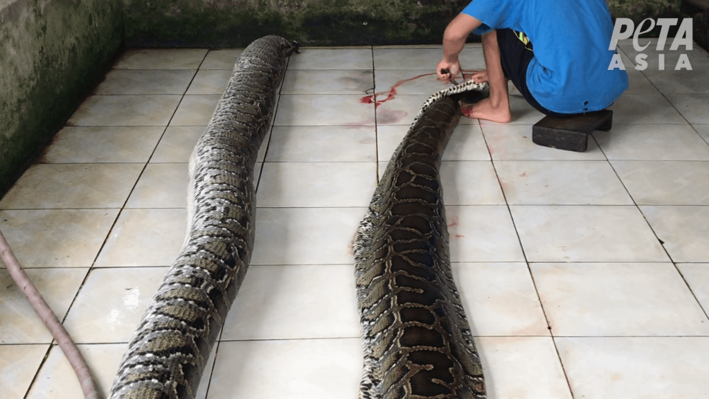 Snakes Inflated, Crocodiles Stabbed for Exotic Skins | PETA