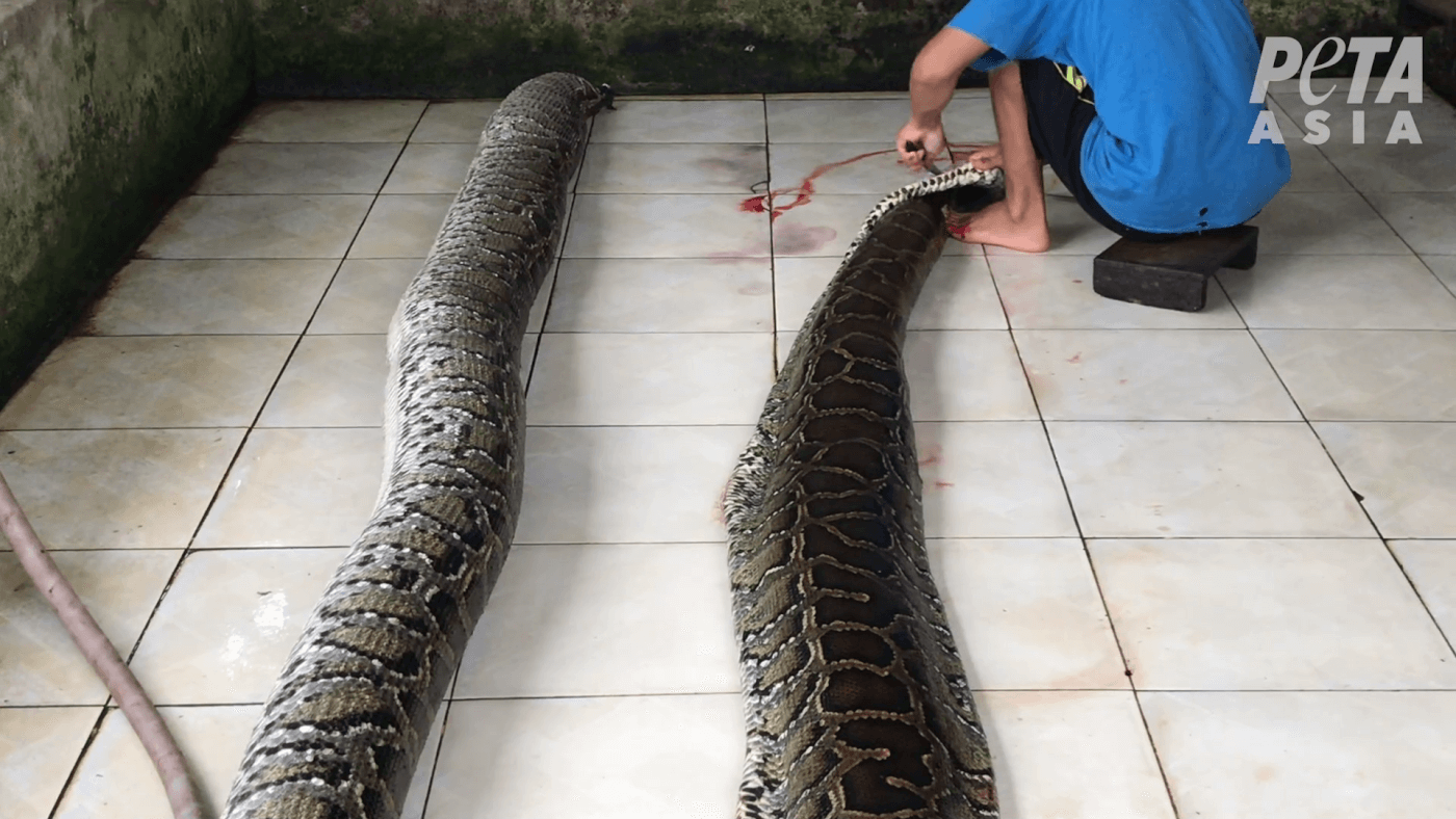 Æsel elektropositive banner Snakes Inflated, Crocodiles Stabbed for Exotic Skins | PETA