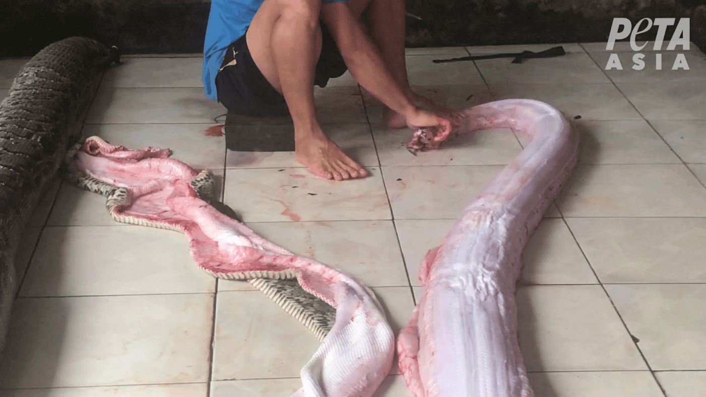 Snakes Inflated, Crocodiles Stabbed for Exotic | PETA
