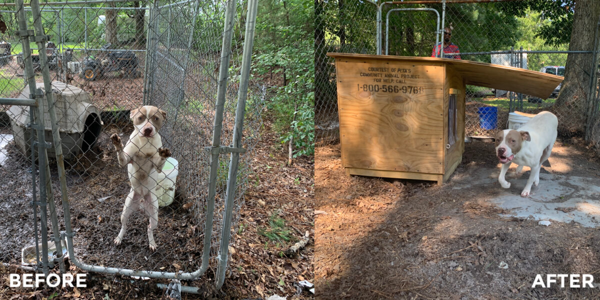 Meet PETA's Rescue Team and the Animals They Help