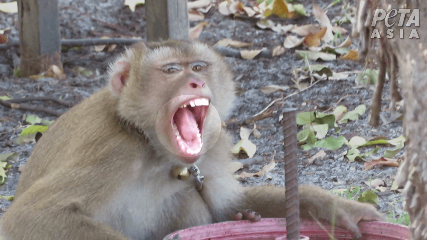 Monkeys Chained, Abused for Coconut Milk | PETA
