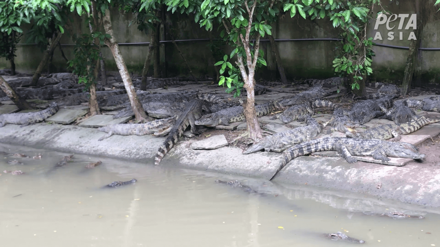 Crocodile-Skin Export Tax Killing Industry, Zambian Farmers Warn - Bloomberg