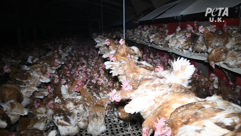 Chickens crammed on a farm that supplied eggs to happy egg co