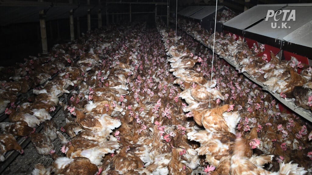 Chickens used for free range eggs for happy egg co