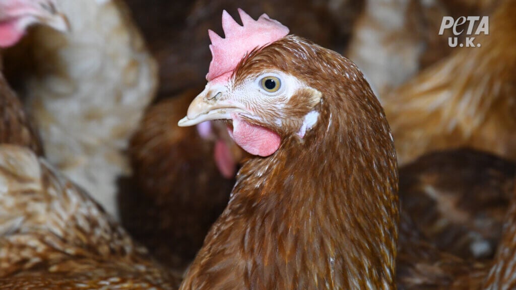 A debeaked hen used on free range egg farm for Happy Egg Co