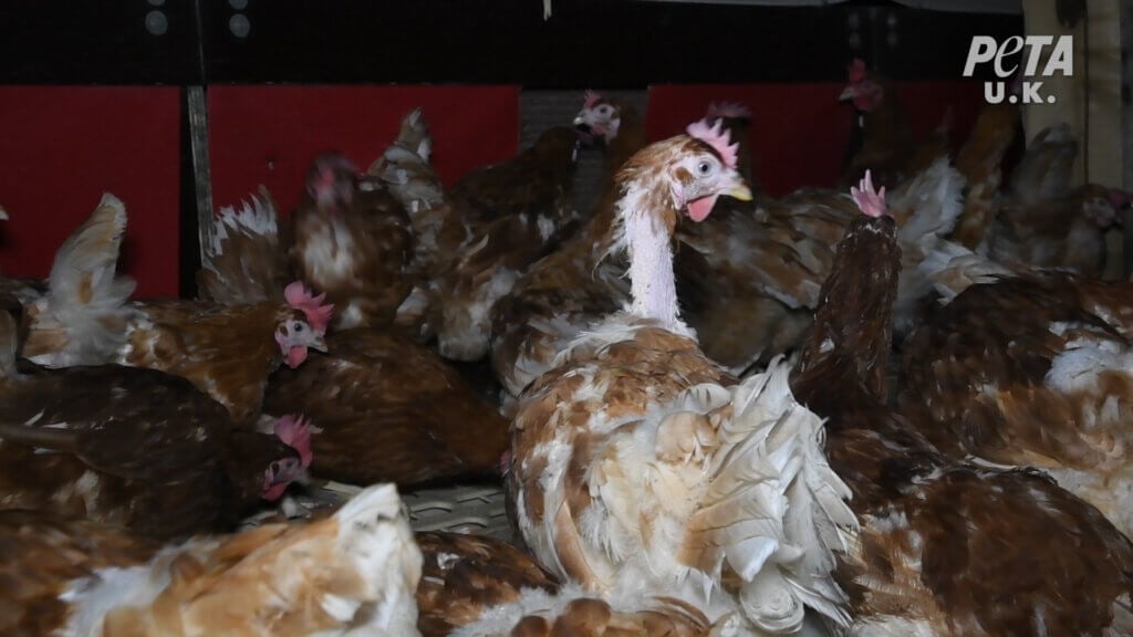 Hens exploited for Happy Egg Co Free Range Eggs