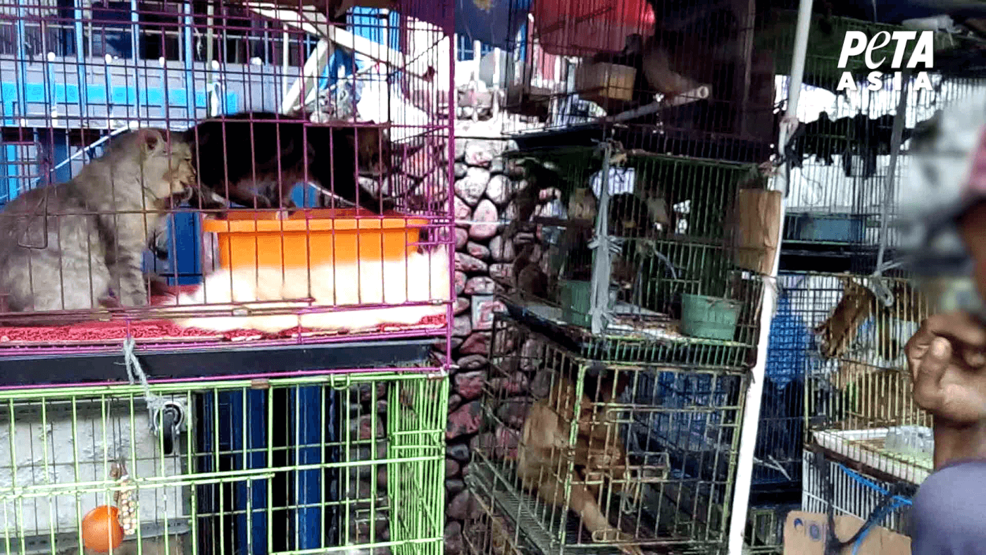 cats and wild animals for sale in asia market as seen in a peta asia investigation