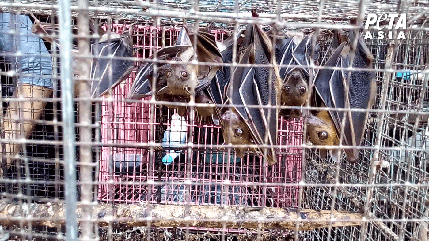 bats for sale at a live animal market as seen in a peta asia investigation