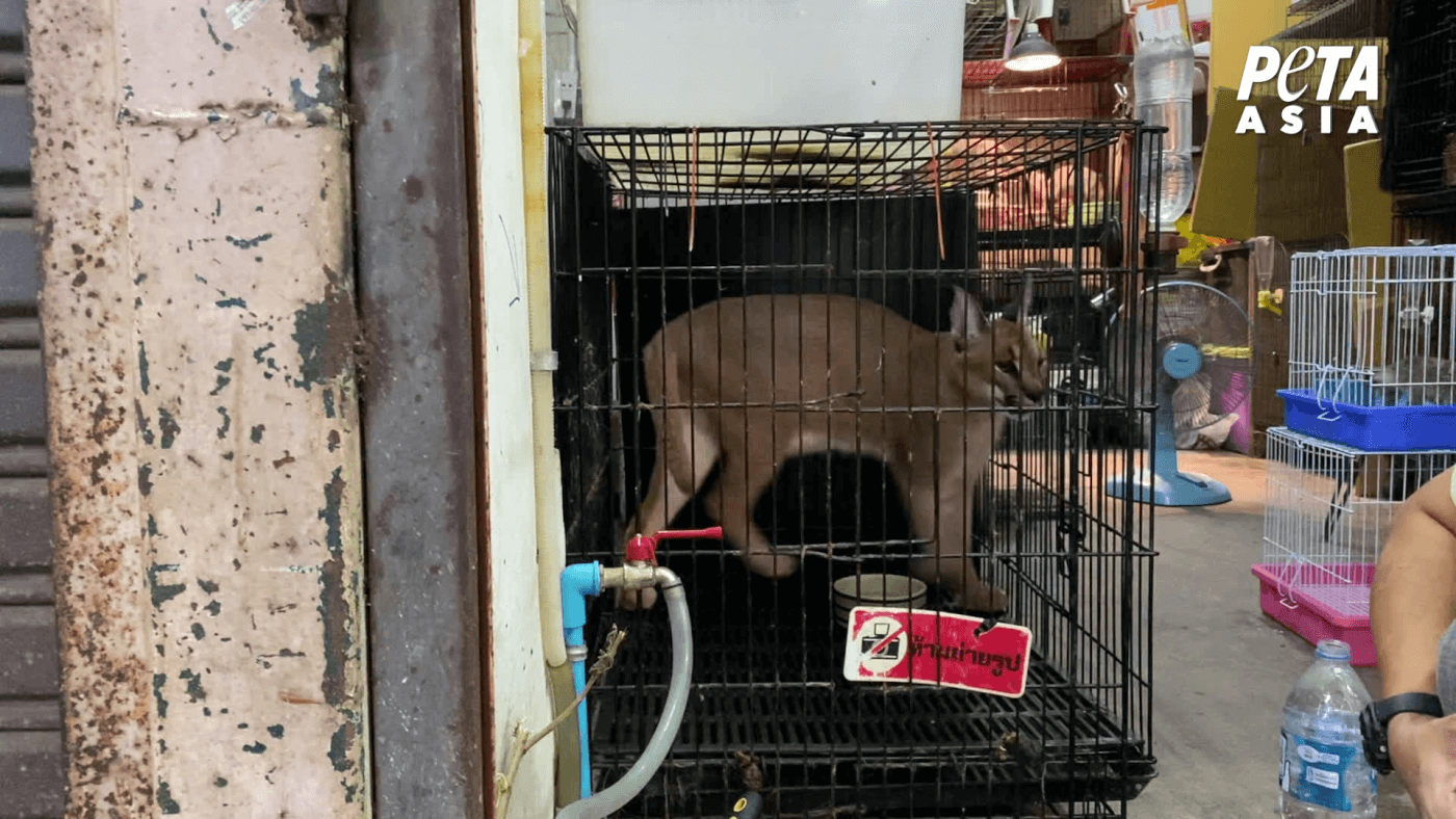 exotic animal for sale in asia as seen in a peta asia investigation