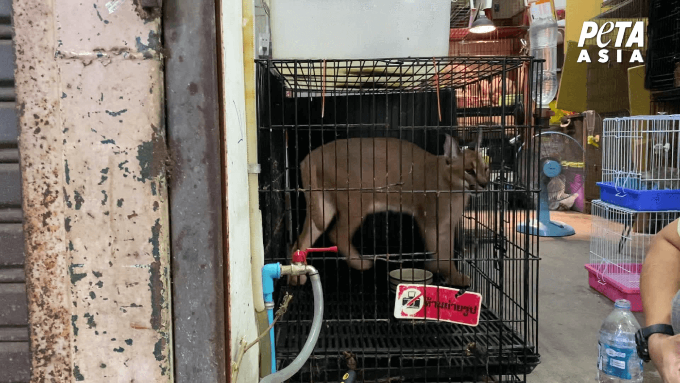 Exposé: Suffering and Disease in Asian Live-Animal Markets