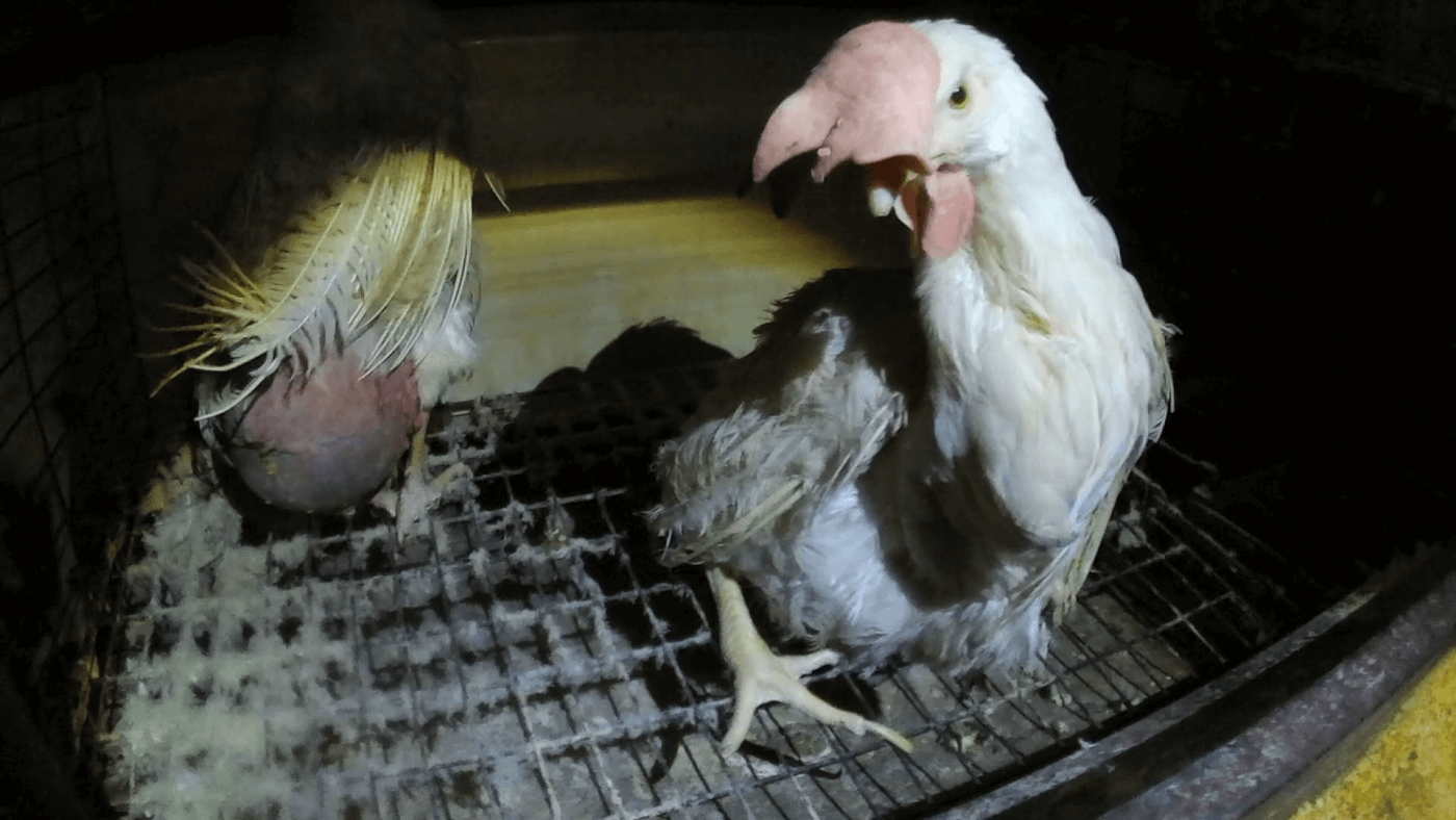 hens in a cage at ISE Foods egg farm in Japan