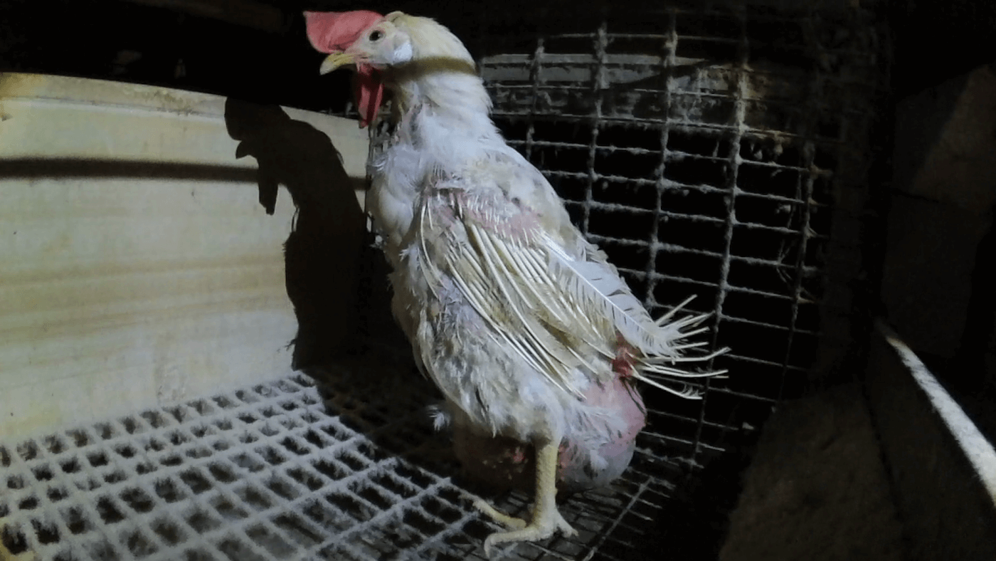 hen in a cage at ISE Foods egg farm in Japan