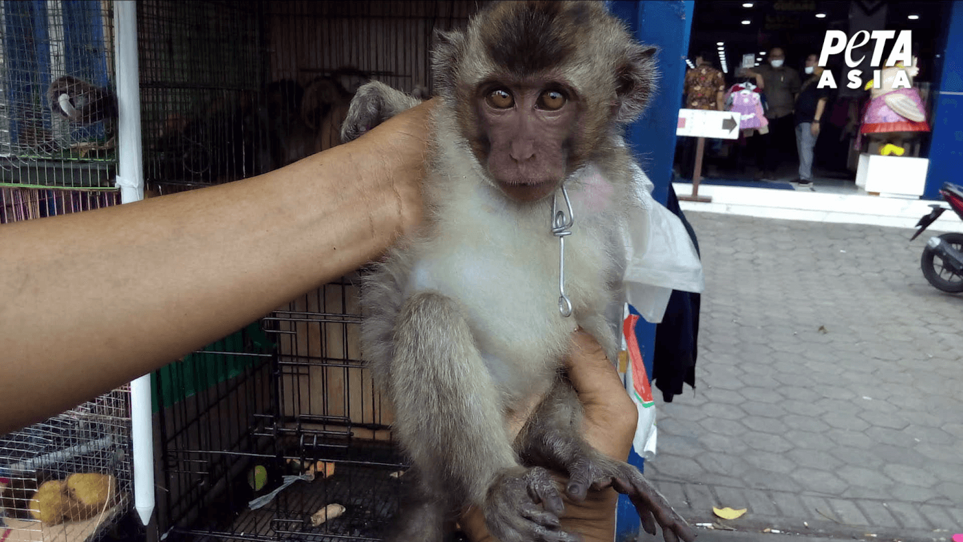 monkey for sale in asia as seen in a peta asia investigation