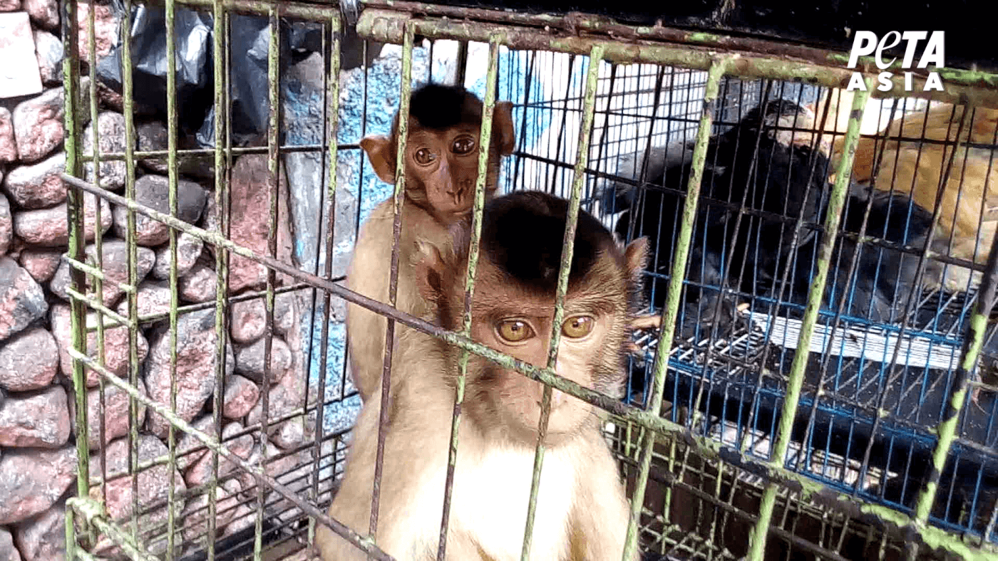 monkeys for sale at live animal market as seen in a peta asia investigation