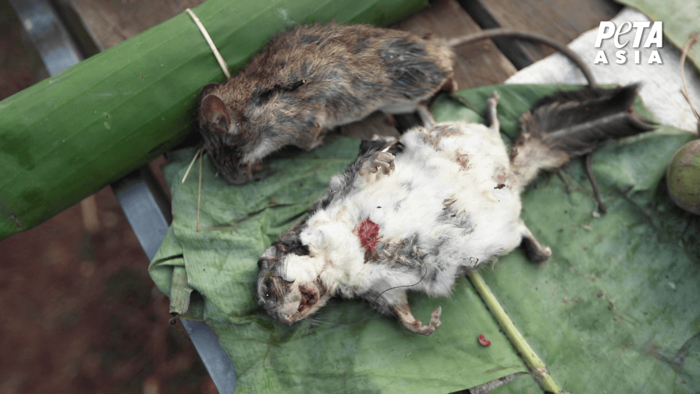 dead rodents at animal market as seen in a peta asia investigation