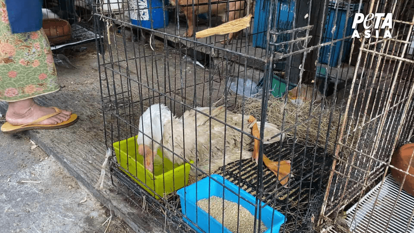 bird for sale at market in asia as seen in a peta asia investigation