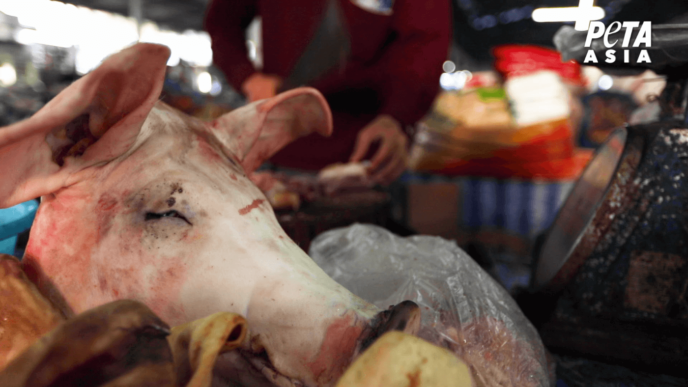 pig head at a market as seen in a peta asia investigation