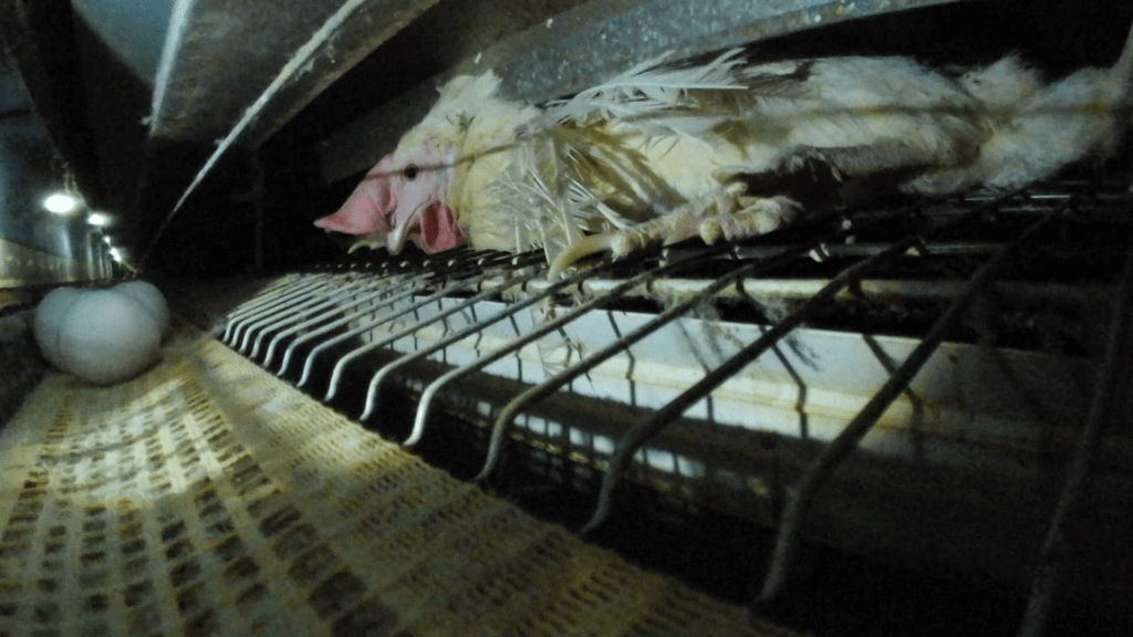 chicken crushed under trough on japanese egg farm