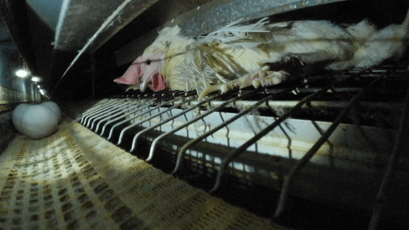 egg laying hen at ISE Foods egg farm in Japan