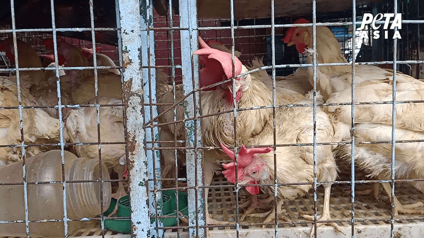 chickens for sale at asia market as seen in a peta asia investigation