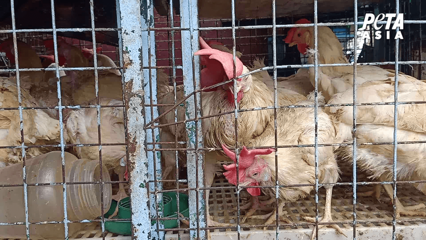 Exposé: Suffering and Disease in Asian Live-Animal Markets