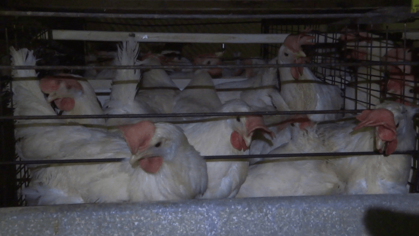 crowded hens used for eggs at ISE Foods facility in Japan