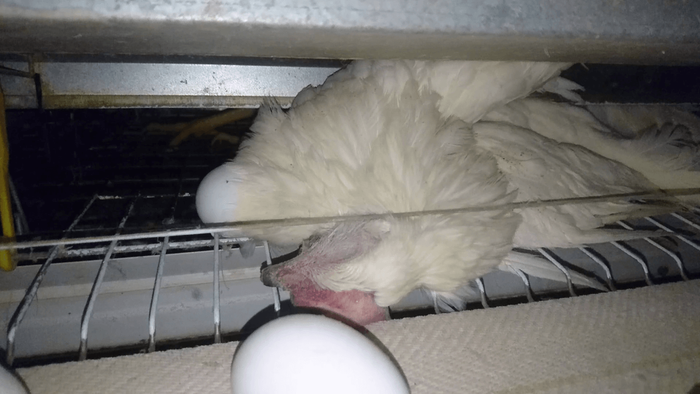 dead hen beneath a cage at ISE Foods egg farm in Japan