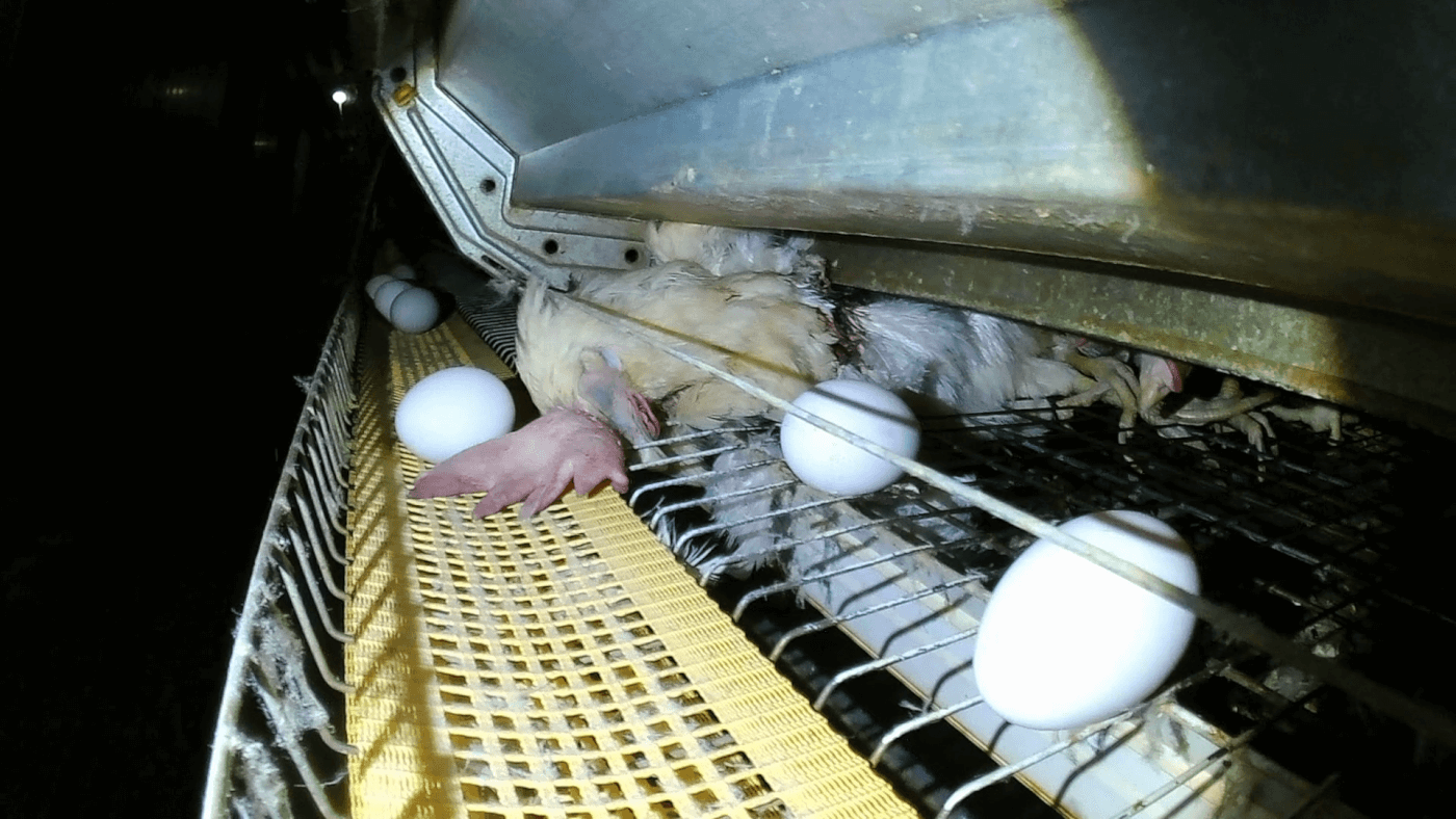 dead hen at ISE Foods egg farm in Japan