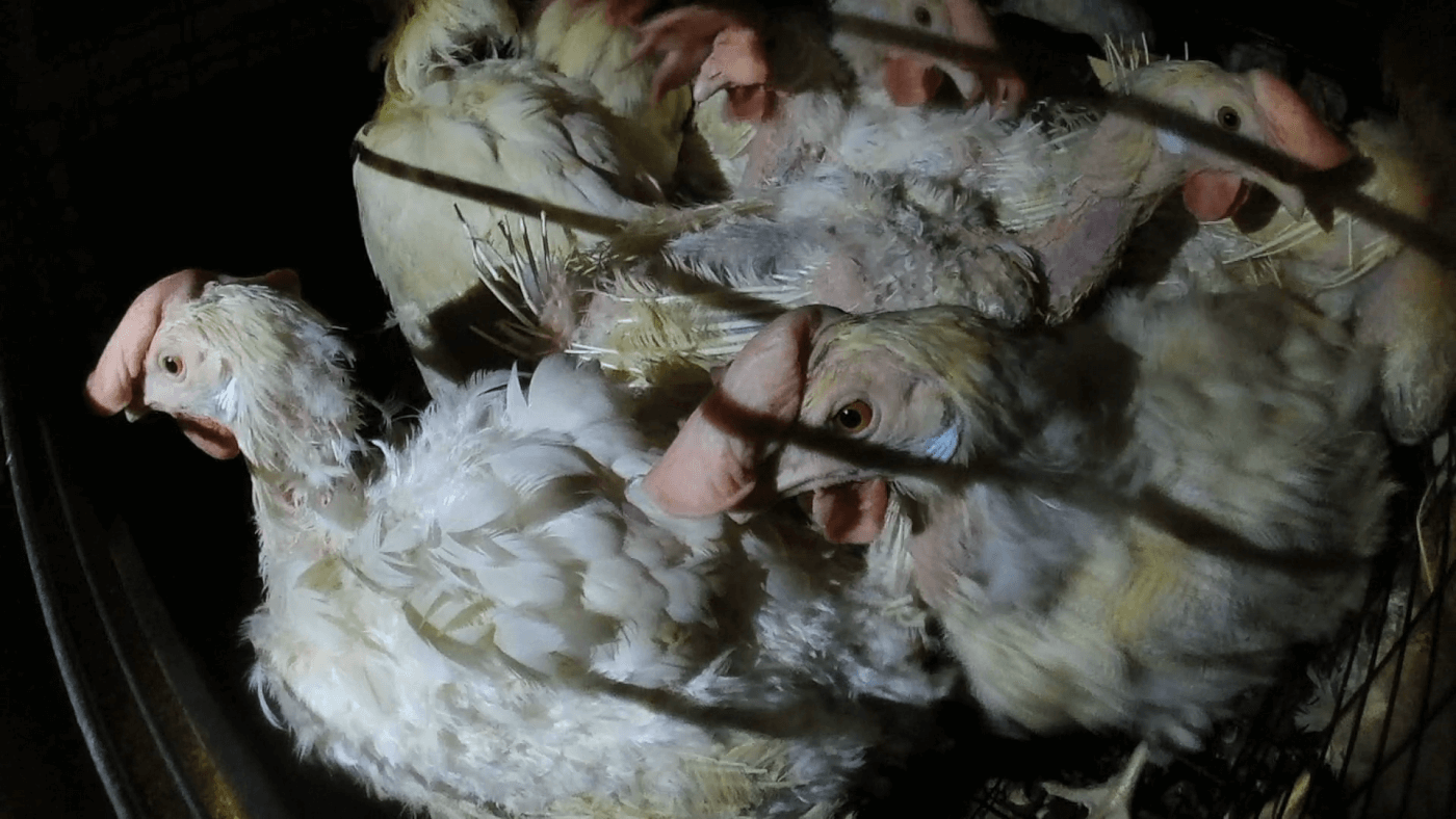 chickens crowded in a cage and used for eggs for ISE Foods