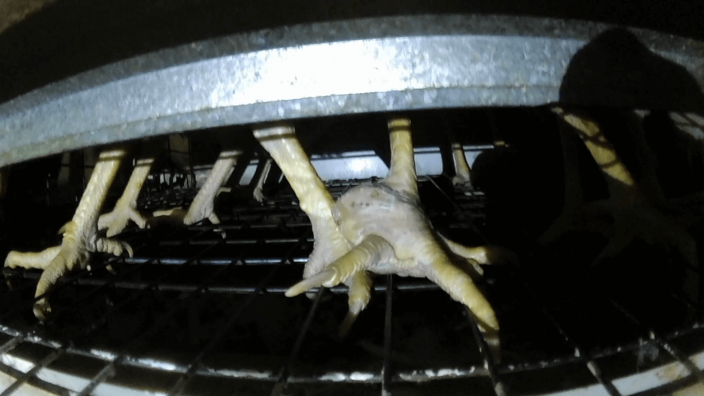 chickens with foot injuries at ISE Foods egg farm in Japan