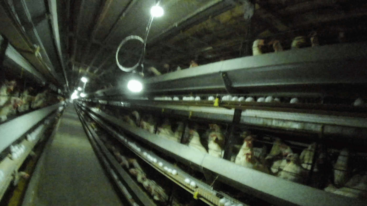 hens in crowded cages at ISE Foods egg farm in Japan