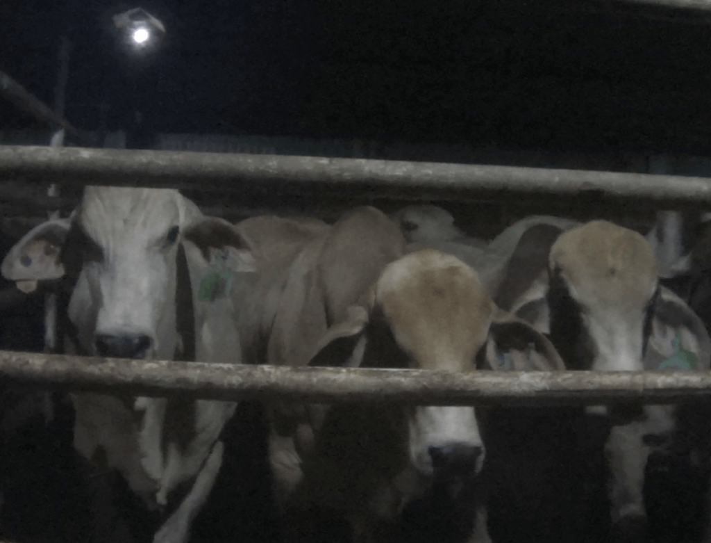 australian cattle in pen as seen in peta asia investigation