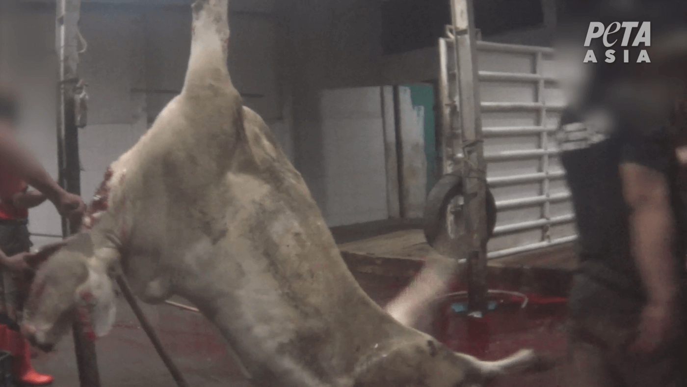 Live-Export Exposé: Cattle Butchered Alive in Indonesia | PETA