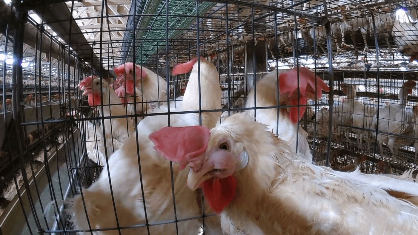 hens in cages at japanese egg farm that reportedly supplies kewpie