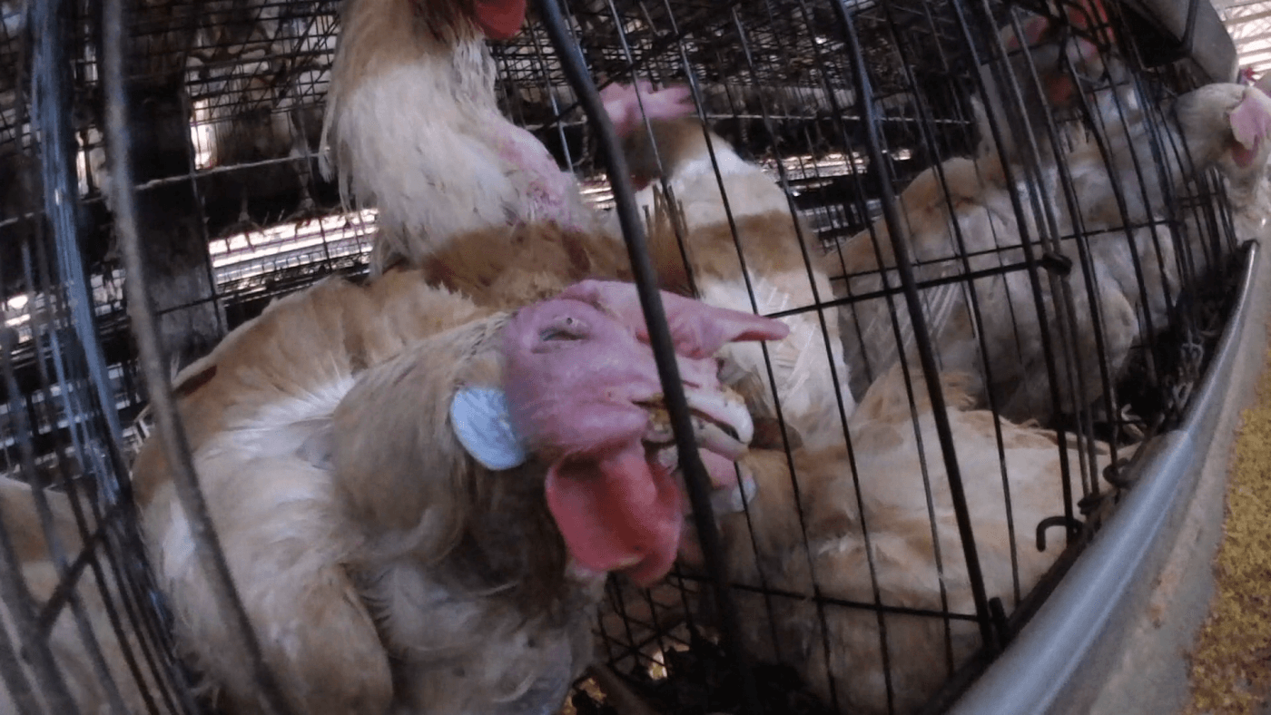 hens in cages at a japanese egg farm