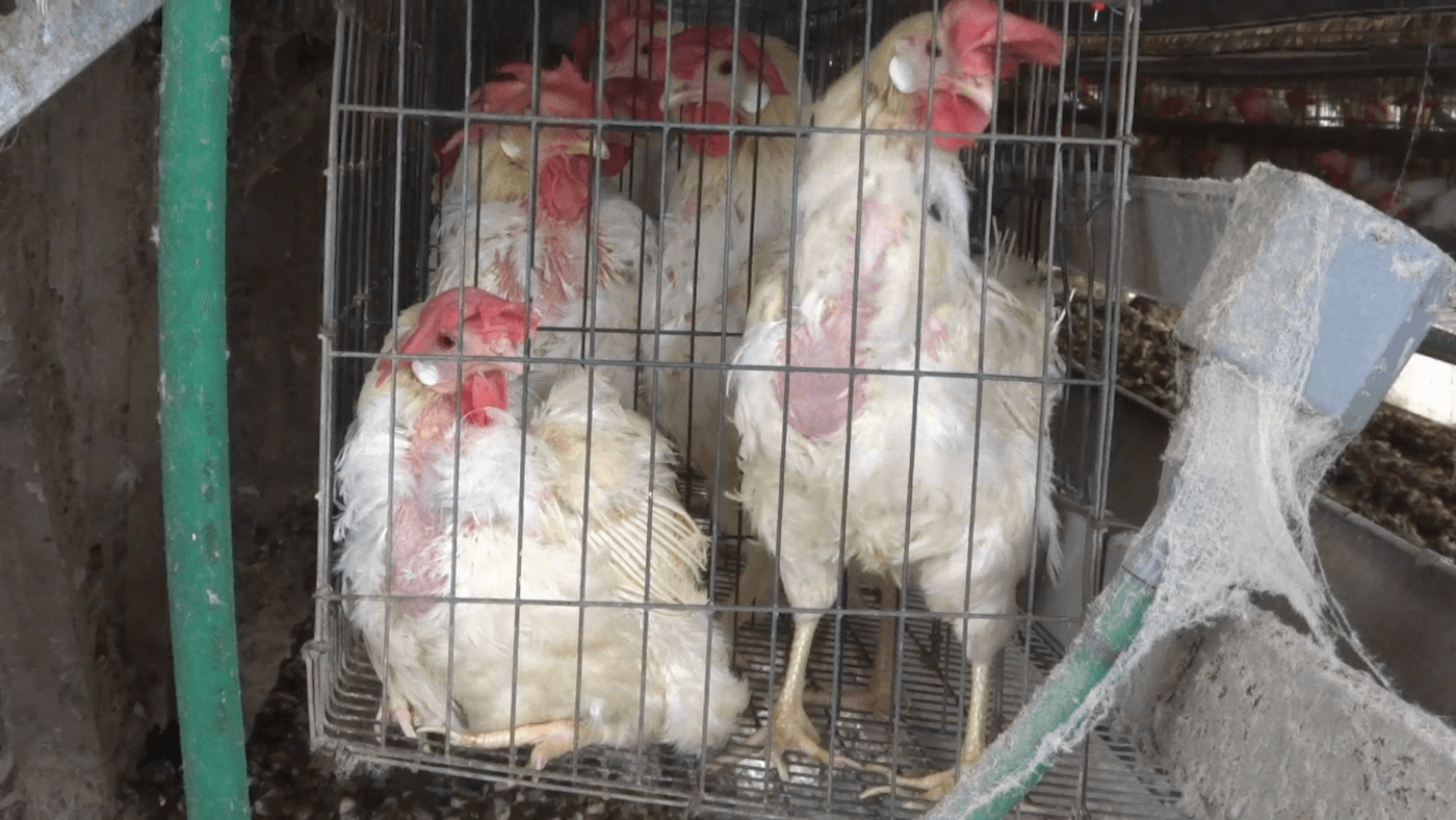 chickens on a farm in japan that reportedly supplies kewpie