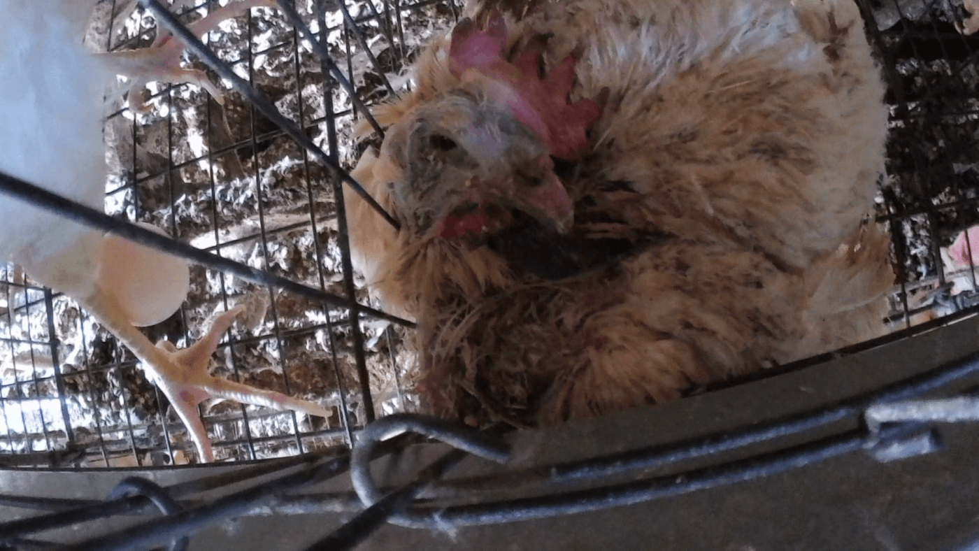 hen in a cage on a farm that reportedly supplies kewpie