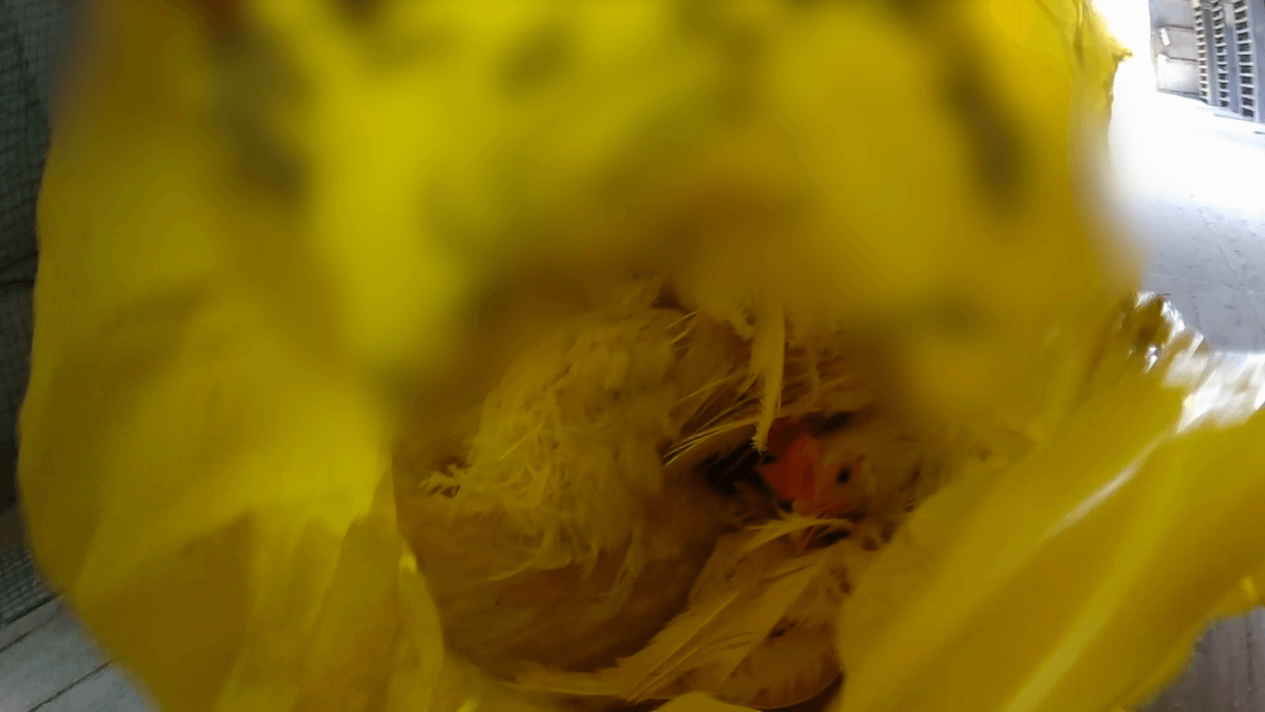 unwanted chicken in plastic bag at a japanese egg farm