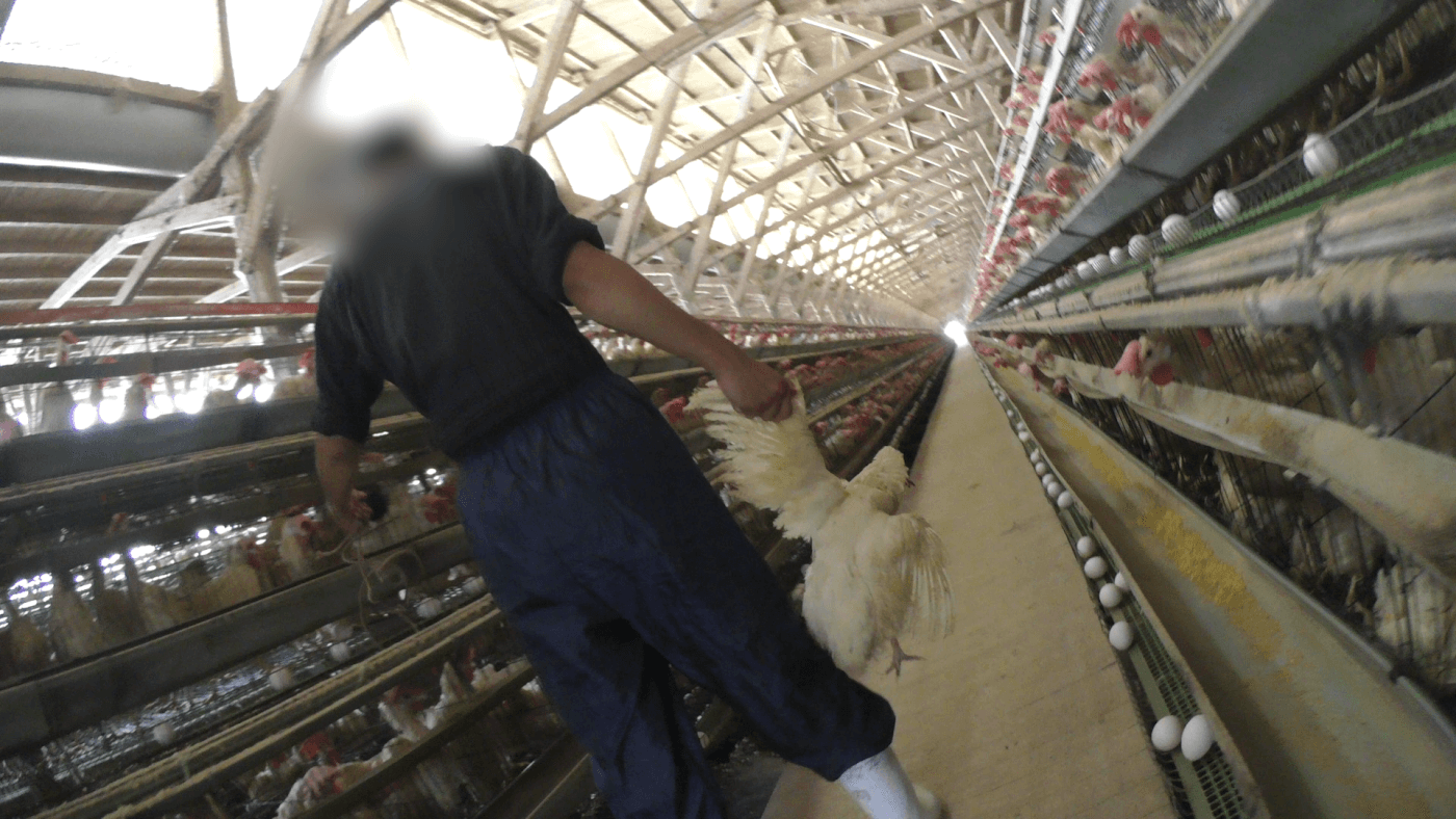 worker handles chicken on egg farm in japan that reportedly supplies kewpie